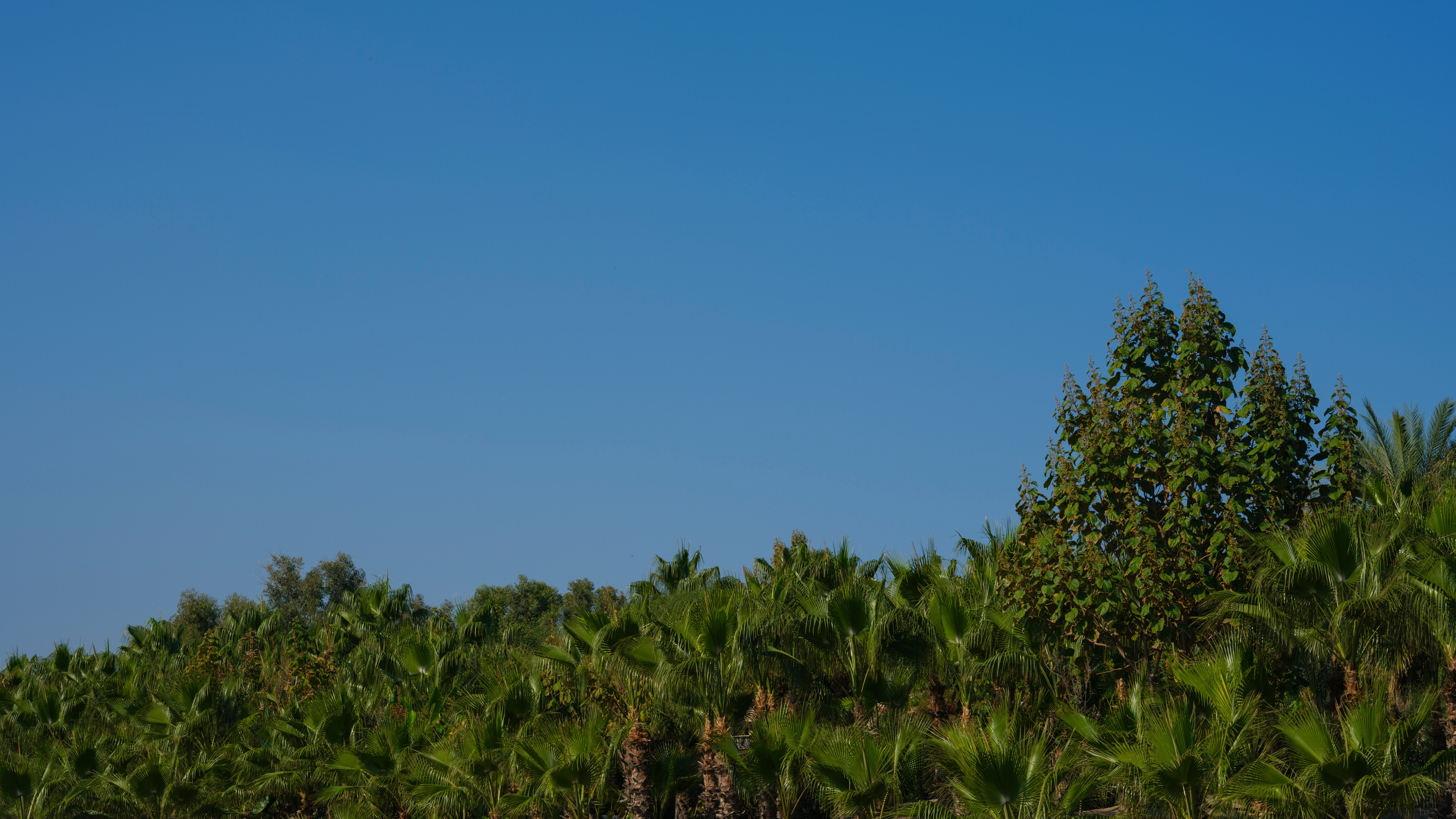Lush Green Palm Trees Under Clear Blue Sky · Free Stock Photo