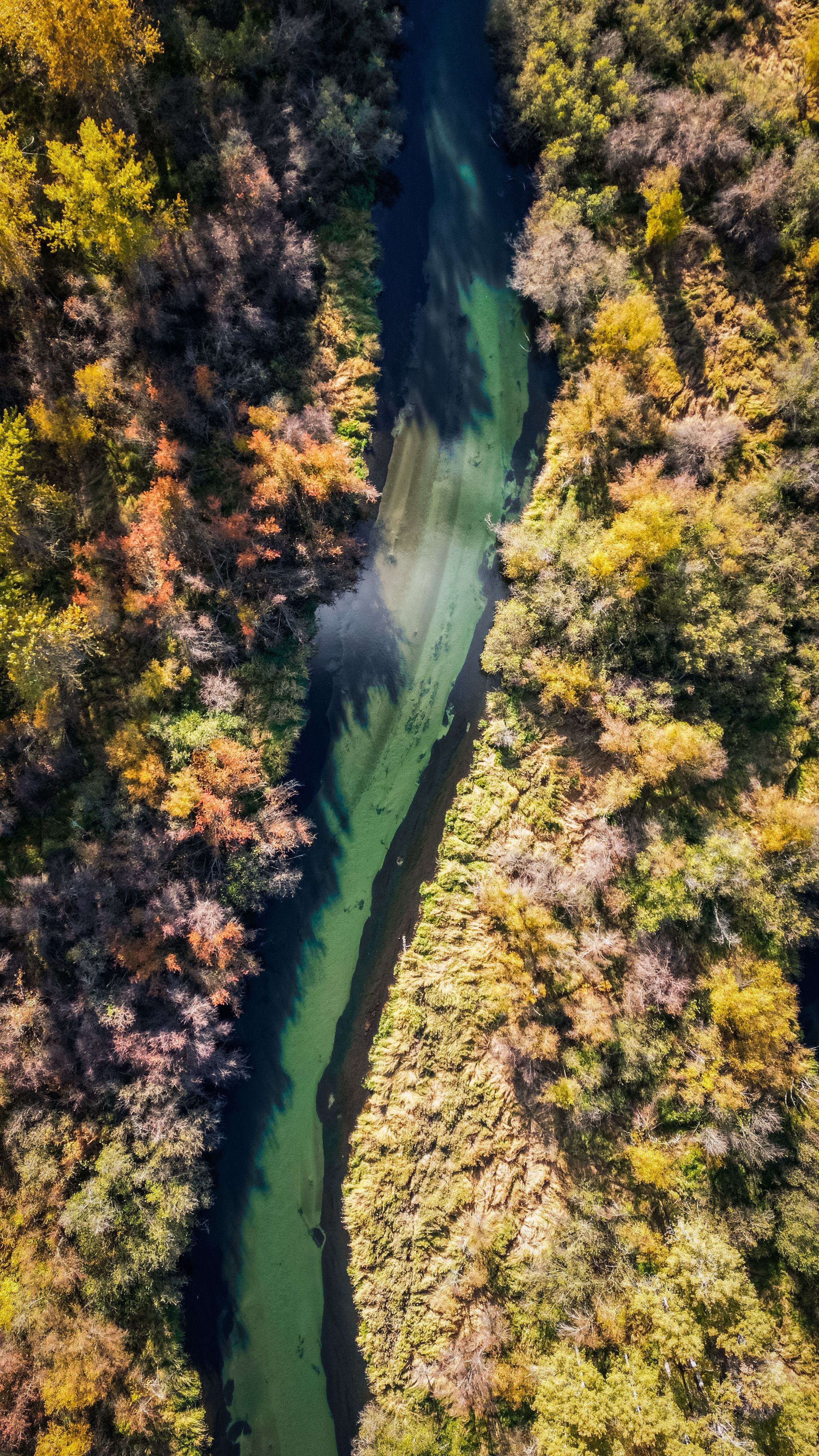Aerial View of Serene River Through Autumn Forest · Free Stock Photo