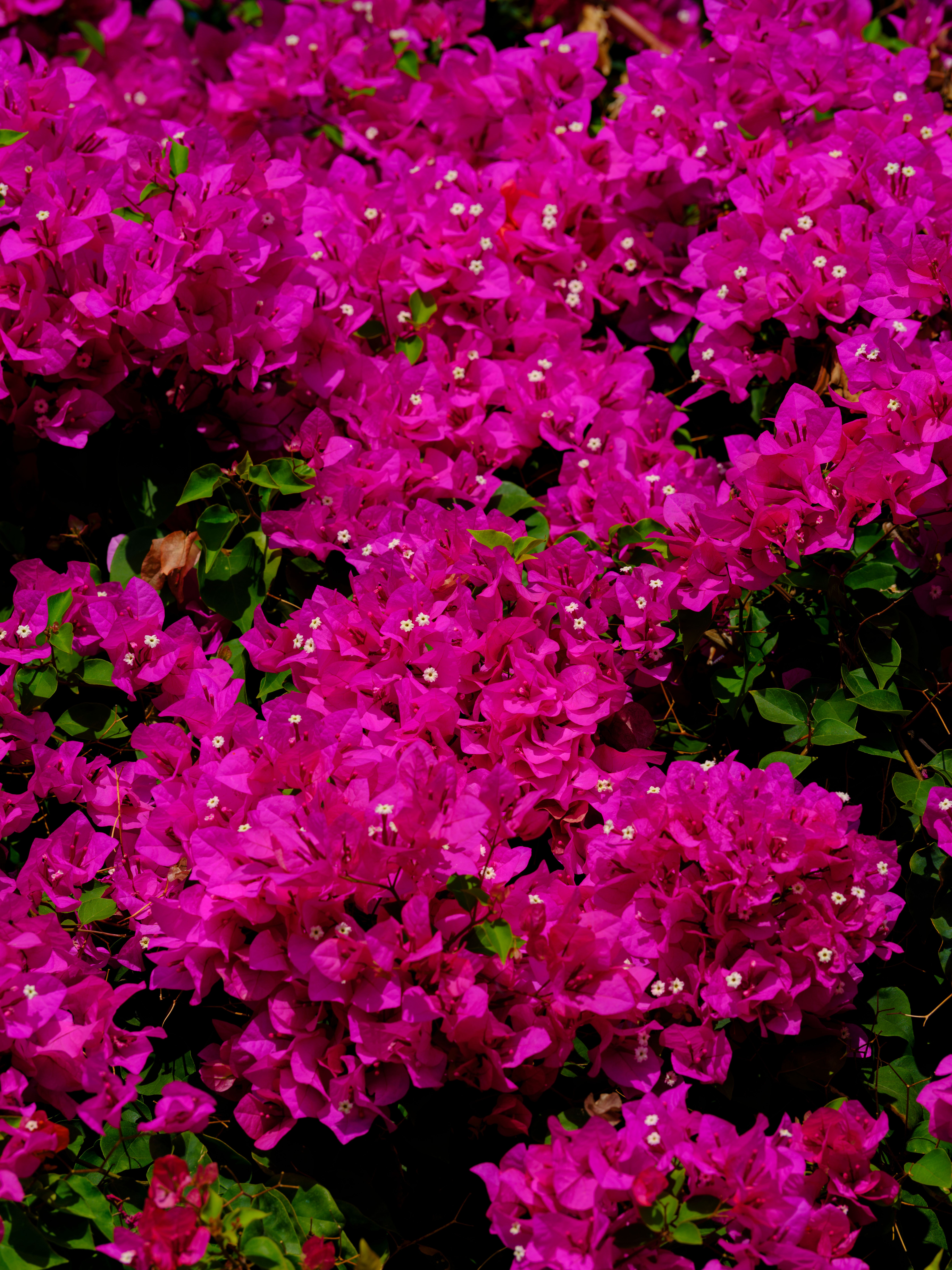 Vibrant Bougainvillea Blossoms Outdoors in Spring · Free Stock Photo