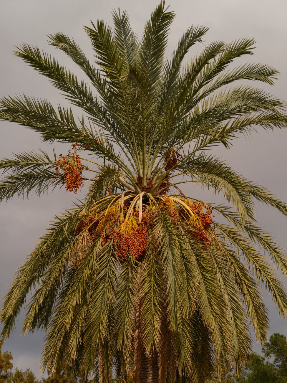 Erfoud Date Market 4