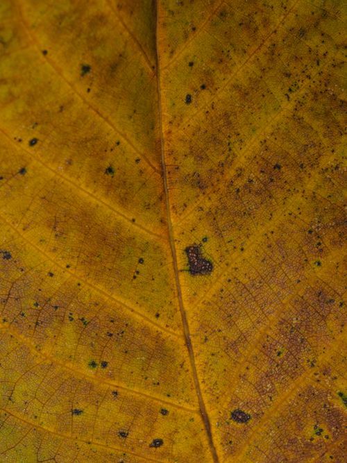 Free Macro shot revealing intricate texture and veins of a yellow autumn leaf. Stock Photo