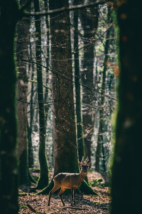 森の真ん中で鹿