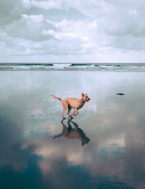 Perro Corriendo En La Playa