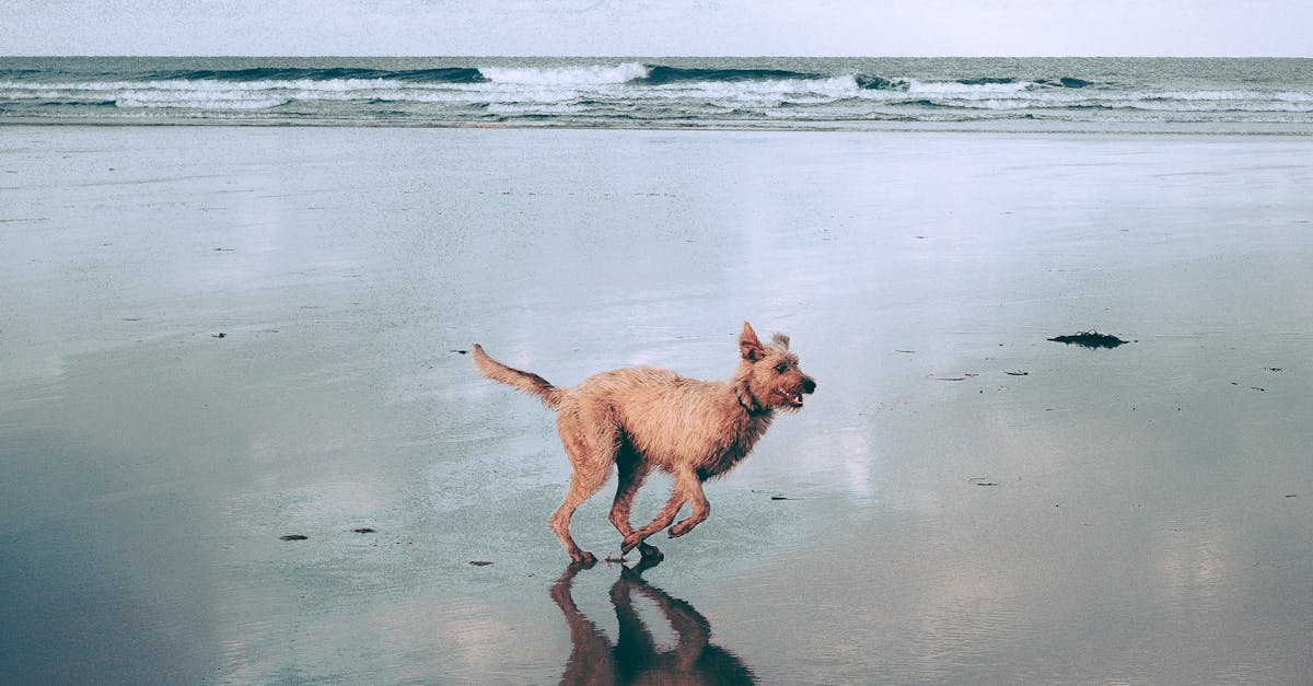 Why is my dog's nose running after surgery