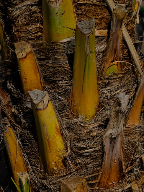 George Brown Darwin Botanic Gardens Tropical Flora George Brown Darwin Botanic Gardens Tropical Flora