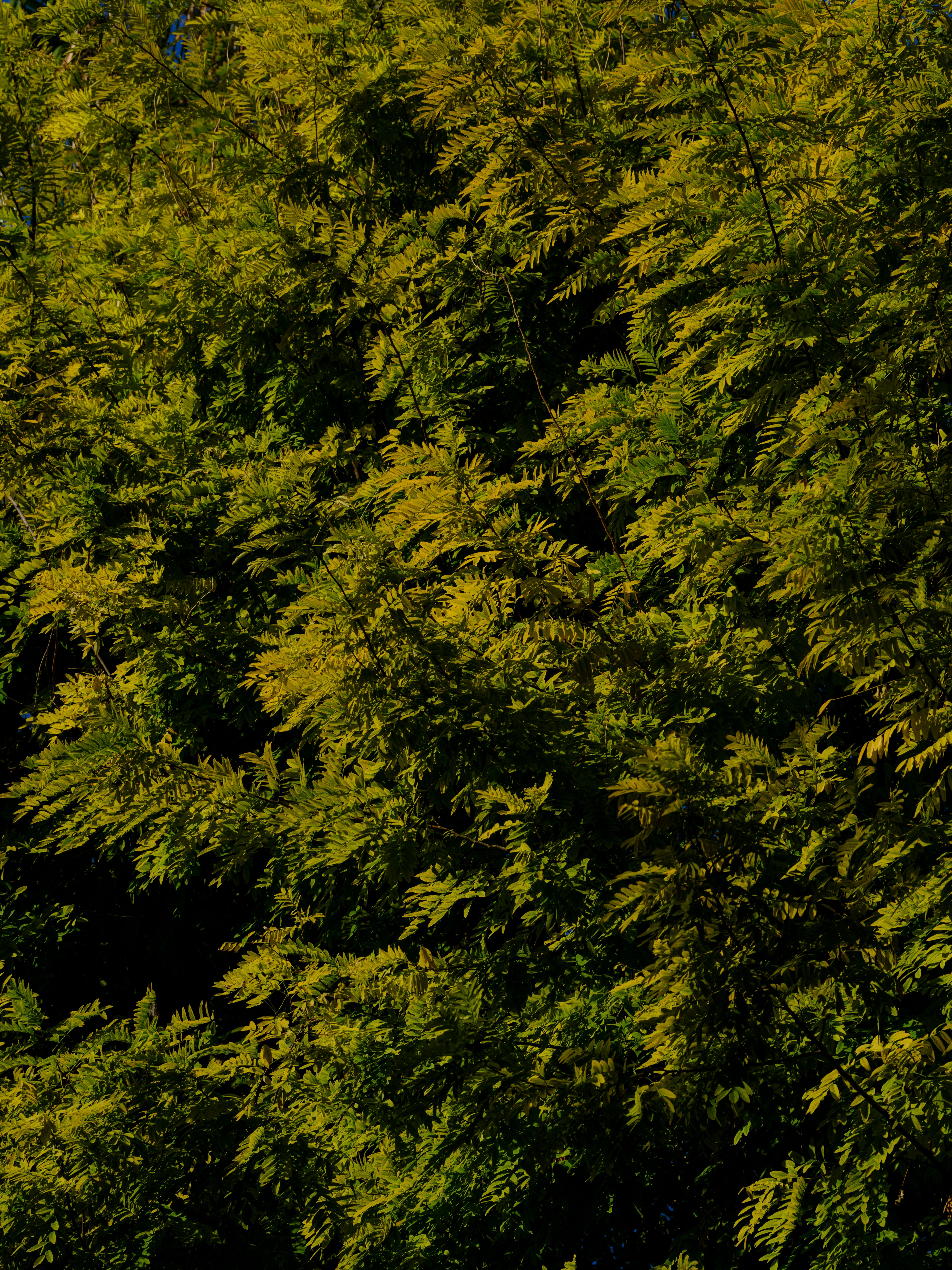 Lush Green Foliage in Sunlit Forest Canopy · Free Stock Photo