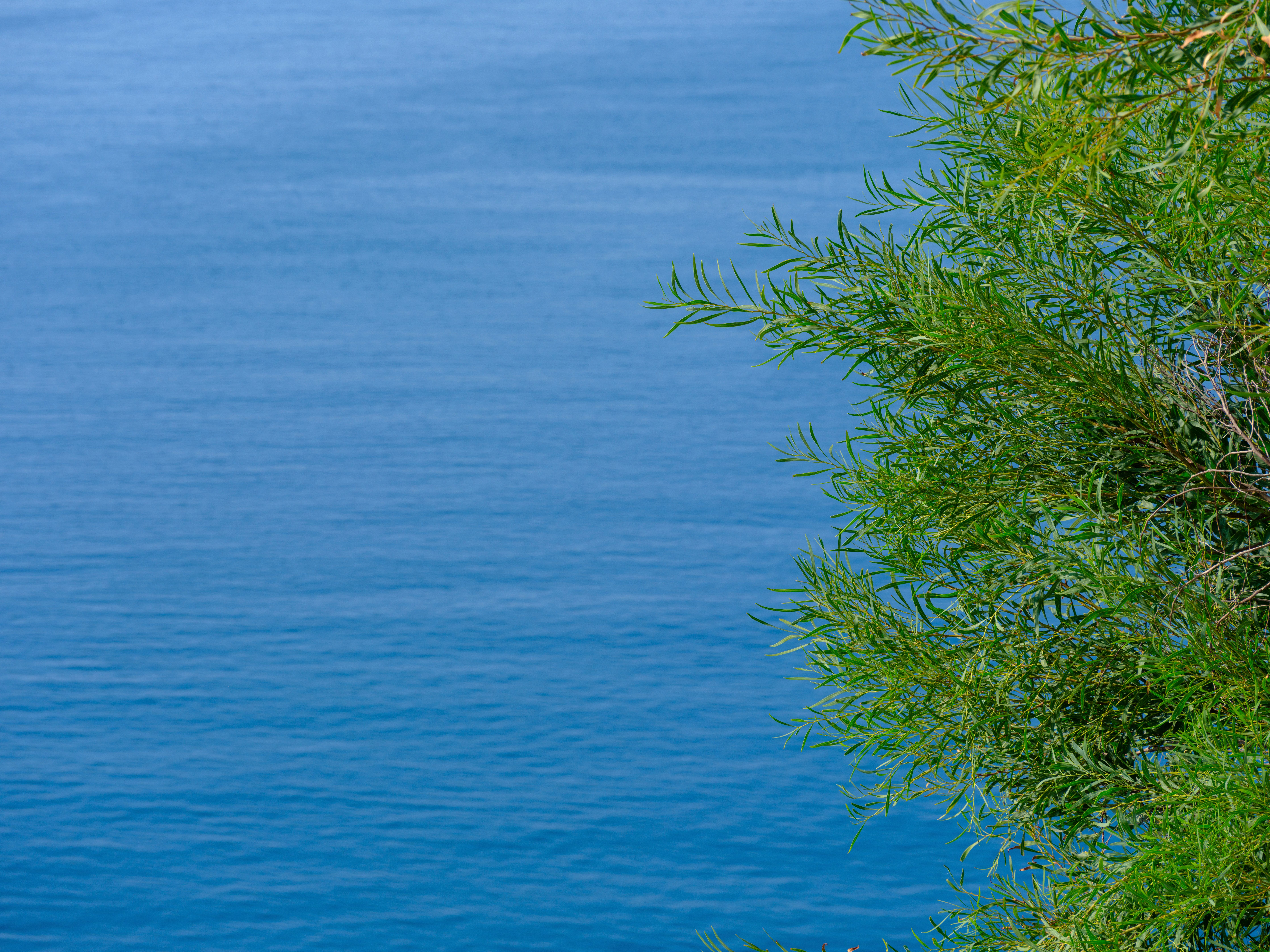 Serene Coastal View with Green Foliage · Free Stock Photo