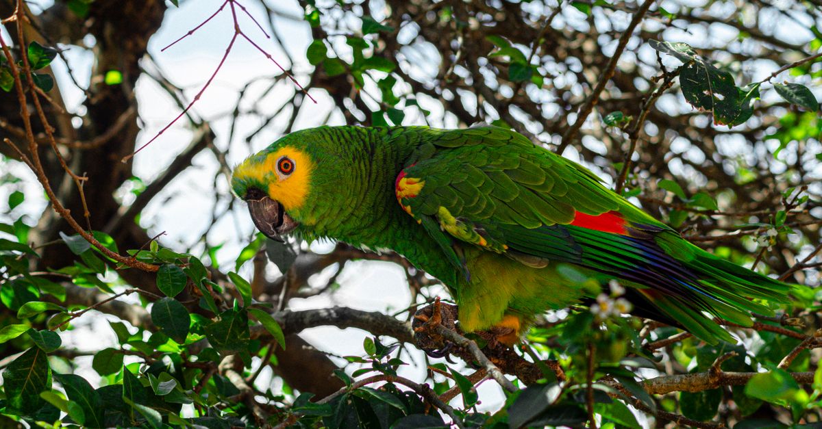 Amazon Birds and Monkeys Share a Natural 'Internet of the Forest'