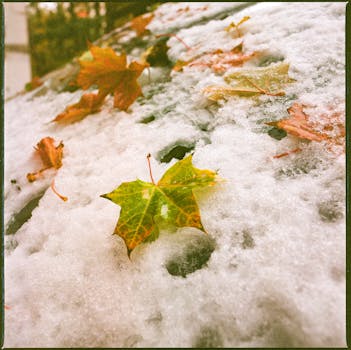 Colorful autumn leaves rest on freshly fallen snow, signaling seasonal transition.