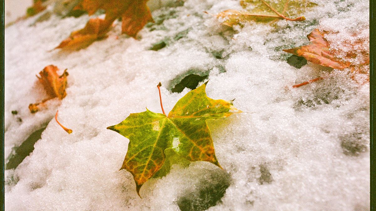 雪の上に落ちた紅葉した葉