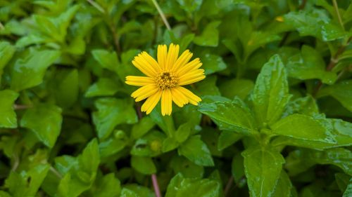 Free Yellow bliss Stock Photo