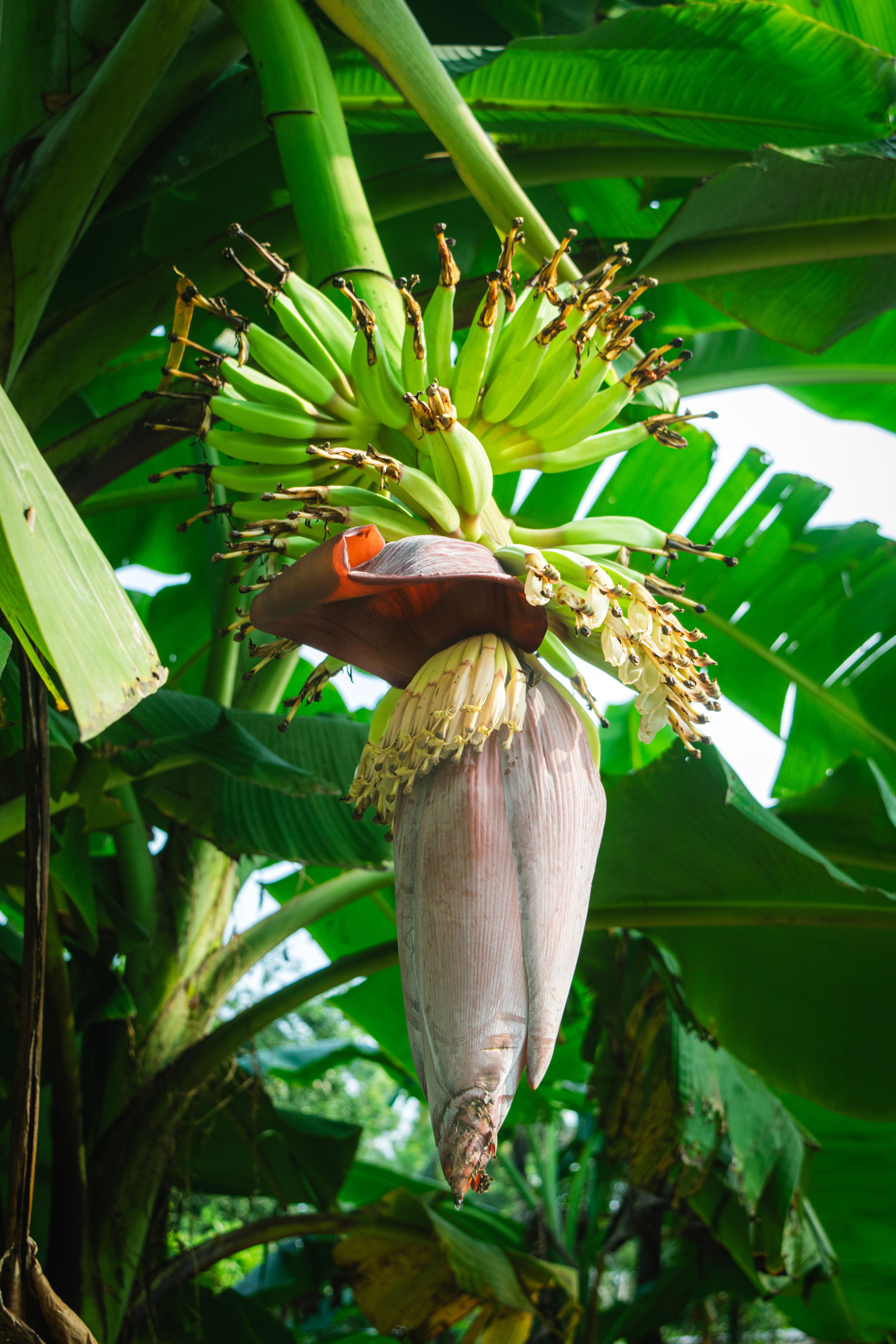 La Influencia del Banano en el Desarrollo Económico Hondureño
