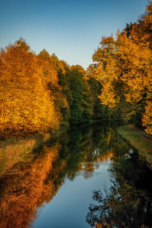 Free Golden autumn trees reflected in a calm forest river under a clear blue sky, capturing nature's tranquility. Stock Photo