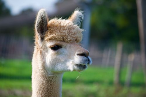 Free A serene alpaca captured outdoors in a United Kingdom farm with vivid green background. Stock Photo