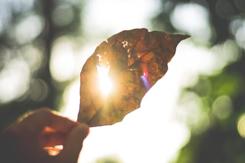 Free Person Holding Brown Leaf Stock Photo