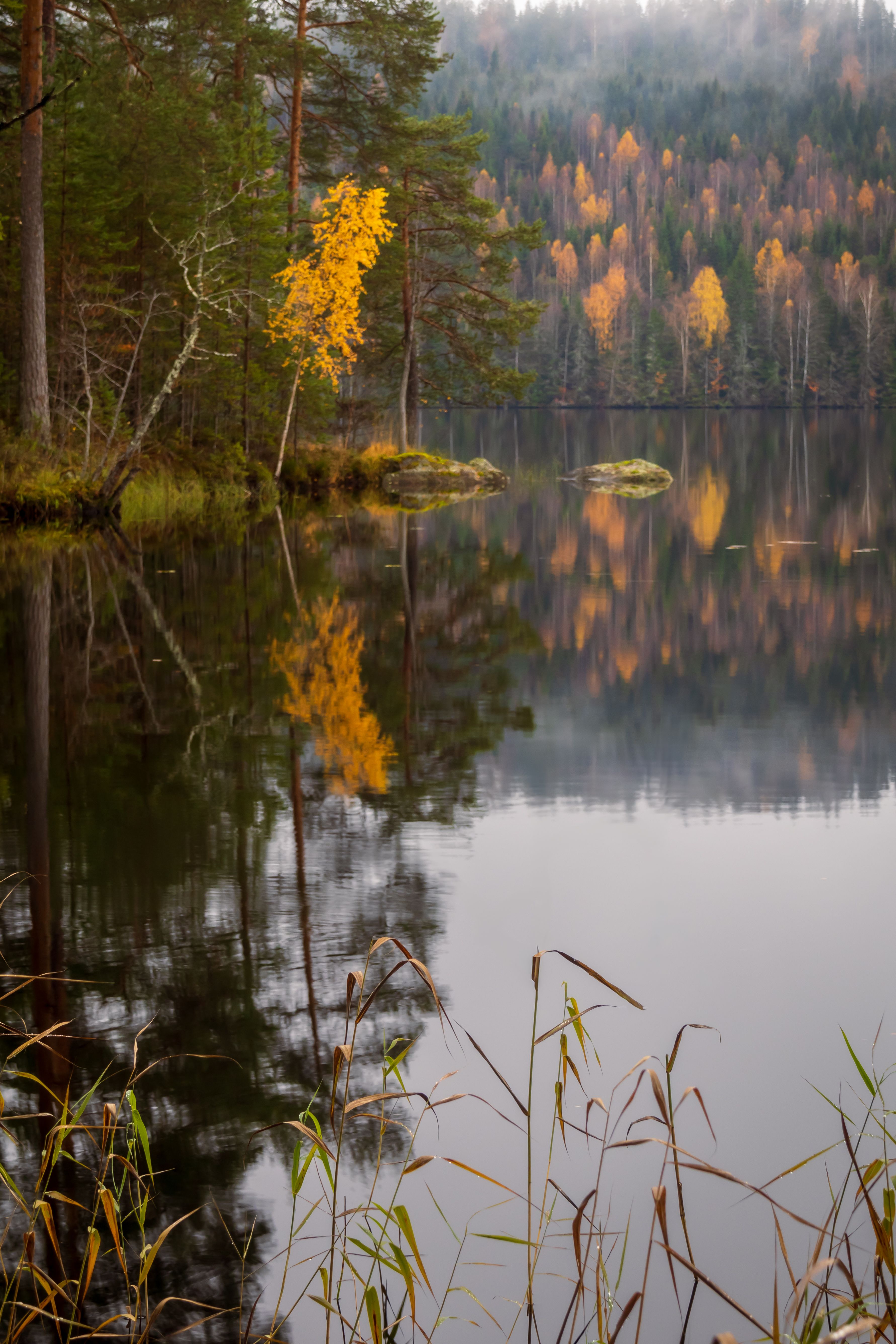 Serene Autumn Forest with Reflective Lake Surface · Free Stock Photo