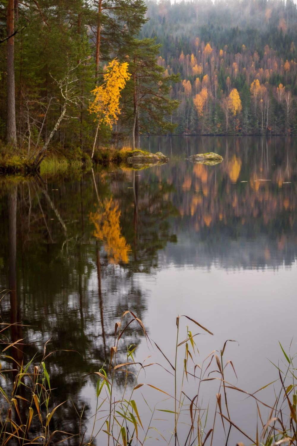 Serene Autumn Forest with Reflective Lake Surface · Free Stock Photo