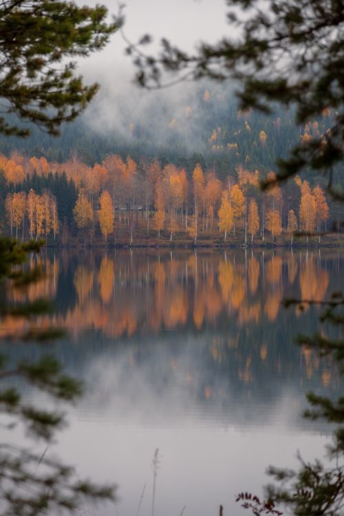 Free Serene autumn landscape with misty reflections of colorful trees on a calm lake. Stock Photo