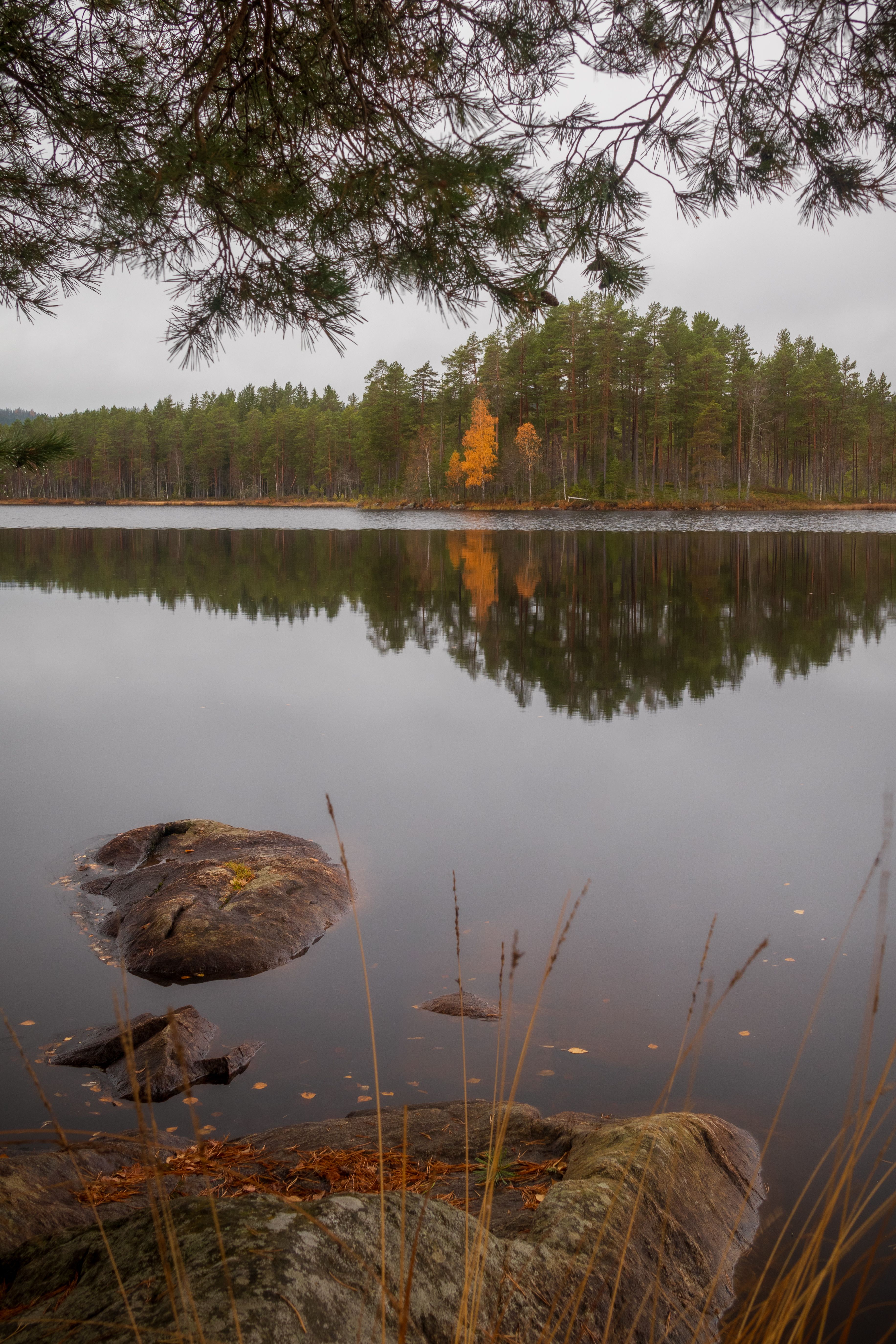 Serene Autumn Lake Reflection in Misty Forest · Free Stock Photo
