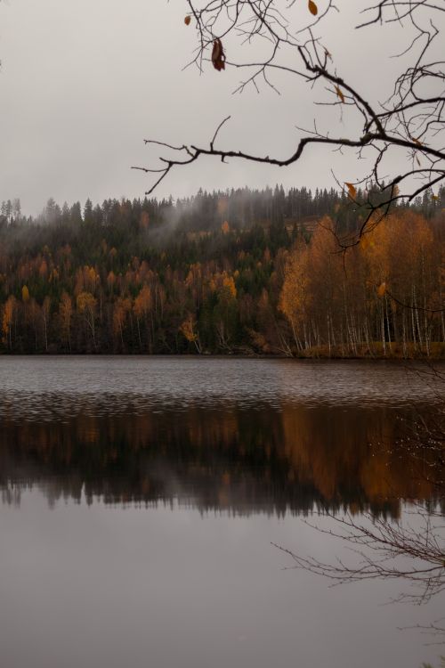 Free Tranquil autumn lake with mist and reflections in a dense forest setting. Stock Photo