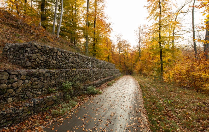 Tranquil autumn scene of a forest pathway lined with stone retaining walls and colorful foliage.