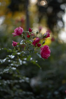 Enchanting pink roses in focus against a dreamy, blurred bokeh background, showcasing nature's elegance.