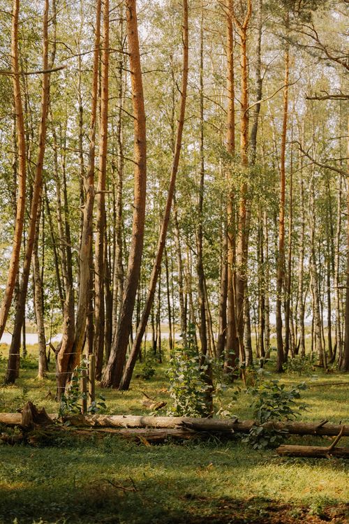 Free A peaceful woodland scene showcasing tall trees and lush greenery in a tranquil forest. Stock Photo
