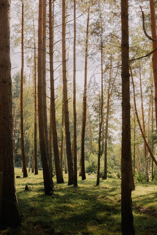Free A serene view of tall pine trees in a sunlit forest capturing nature's calm ambiance. Stock Photo