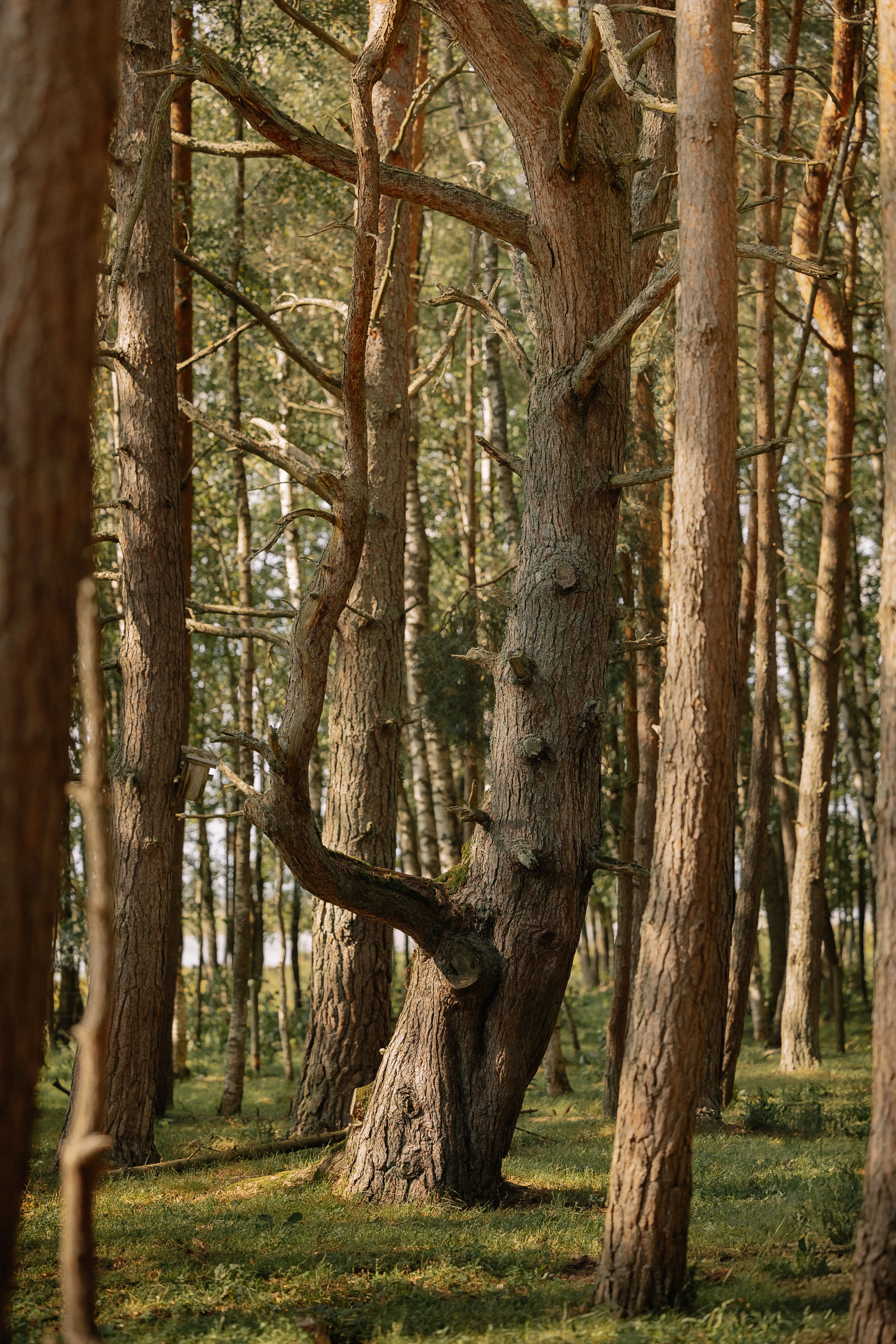 Serene Pine Forest with Sunlight Filtered Through · Free Stock Photo