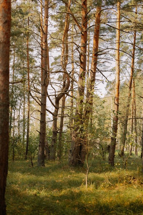 Free Sunlit pine forest scene showcasing towering trees in peaceful woodland environment. Stock Photo