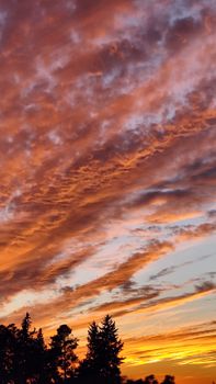 A breathtaking sunset with vivid orange and pink clouds above silhouetted trees, creating a dramatic sky scene.