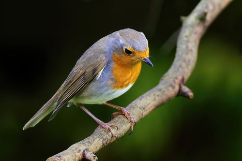 Free Close-up of a European Robin resting on a tree branch in a natural setting. Stock Photo