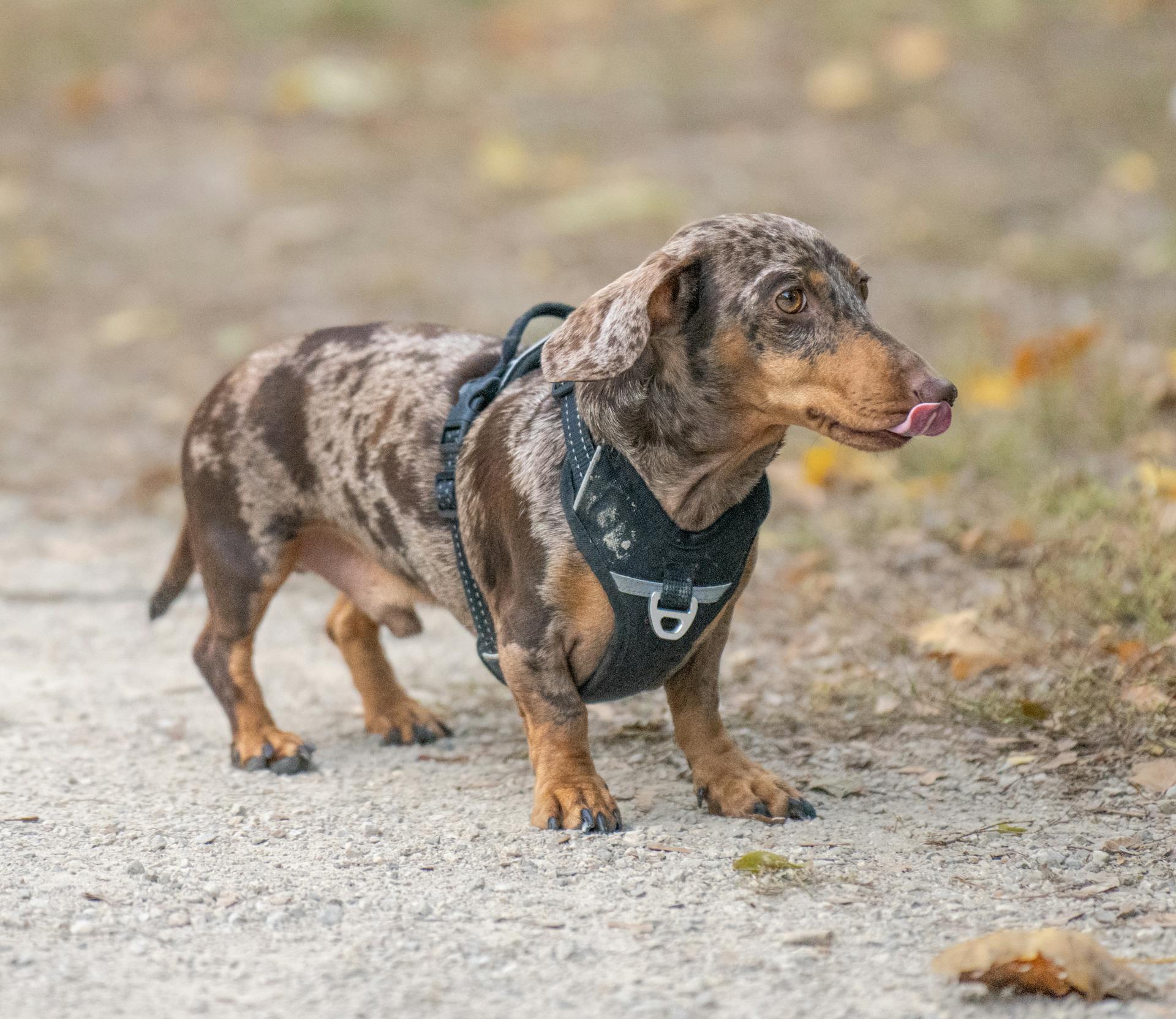 En bedårande brindledakshund på promenad