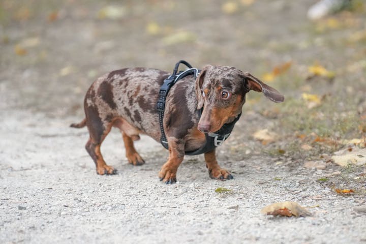 Cute dachshund with harness exploring outdoors on a crisp autumn day.