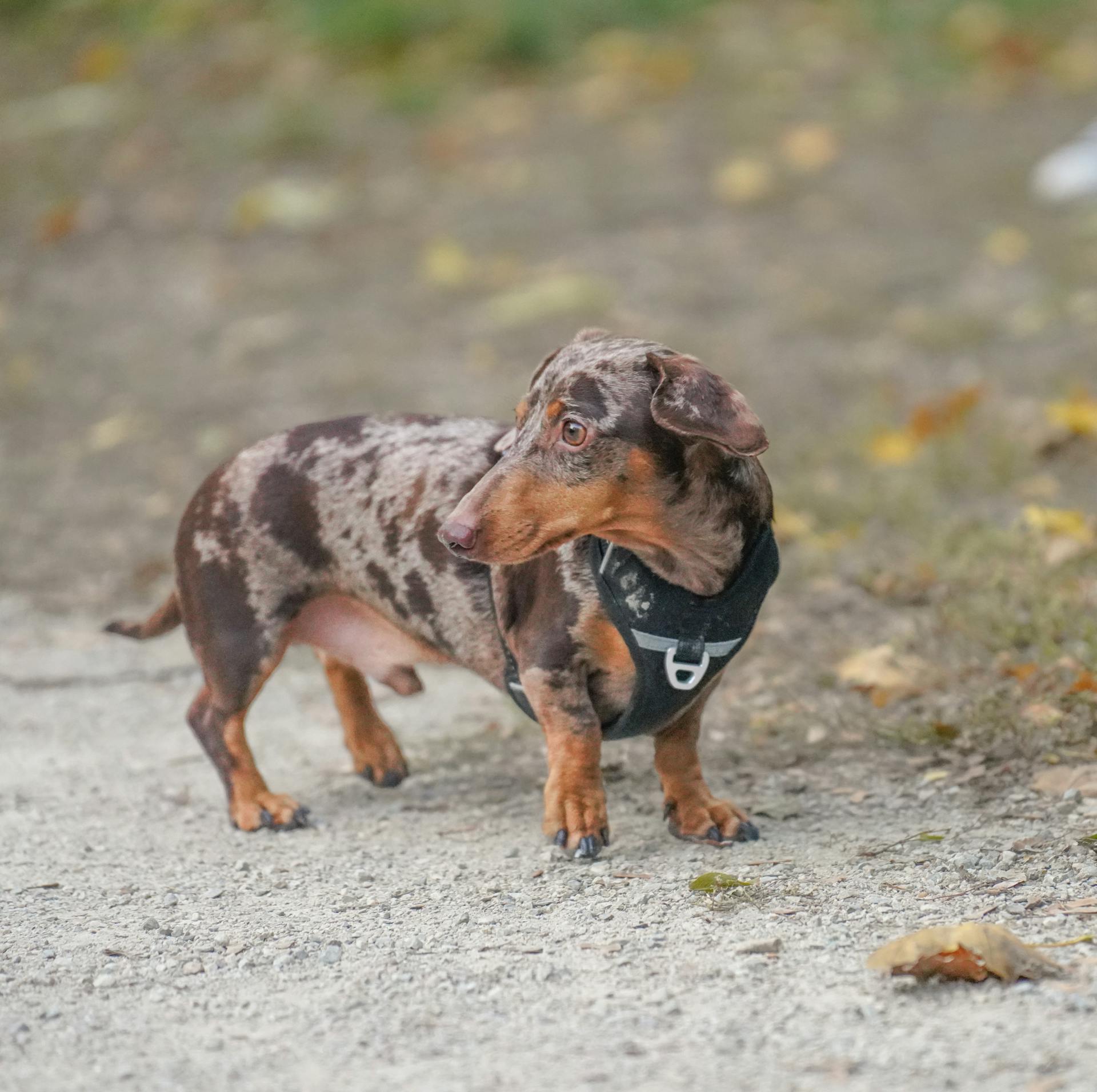 Un adorable dachshund fait une promenade dans la nature