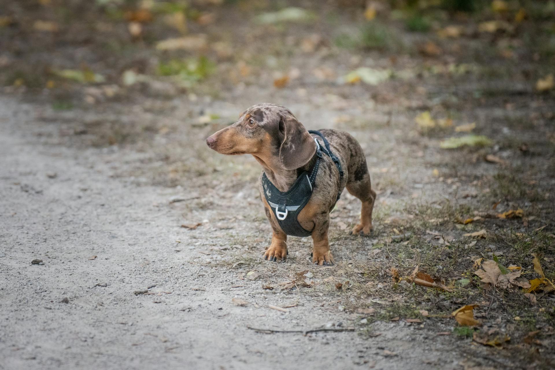 Älskvärd dachshund ute på promenad