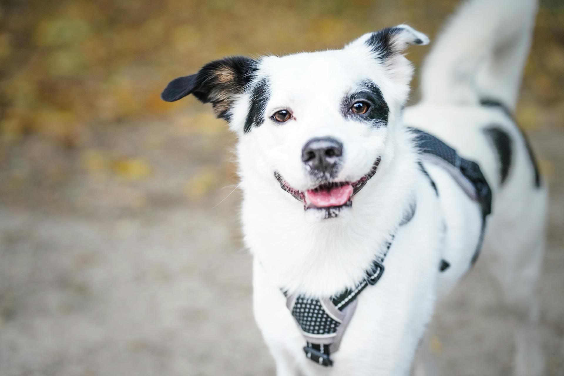 Happy black and white dog enjoying outdoors