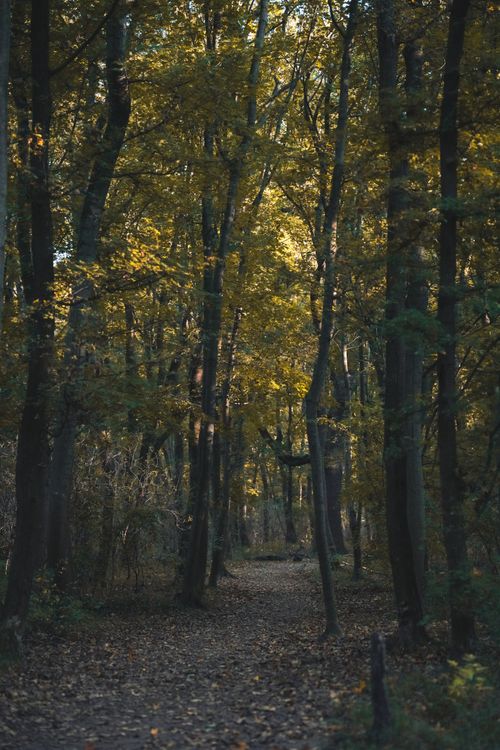 Free Serene forest path surrounded by tall trees in autumn, capturing a tranquil and mysterious atmosphere. Stock Photo
