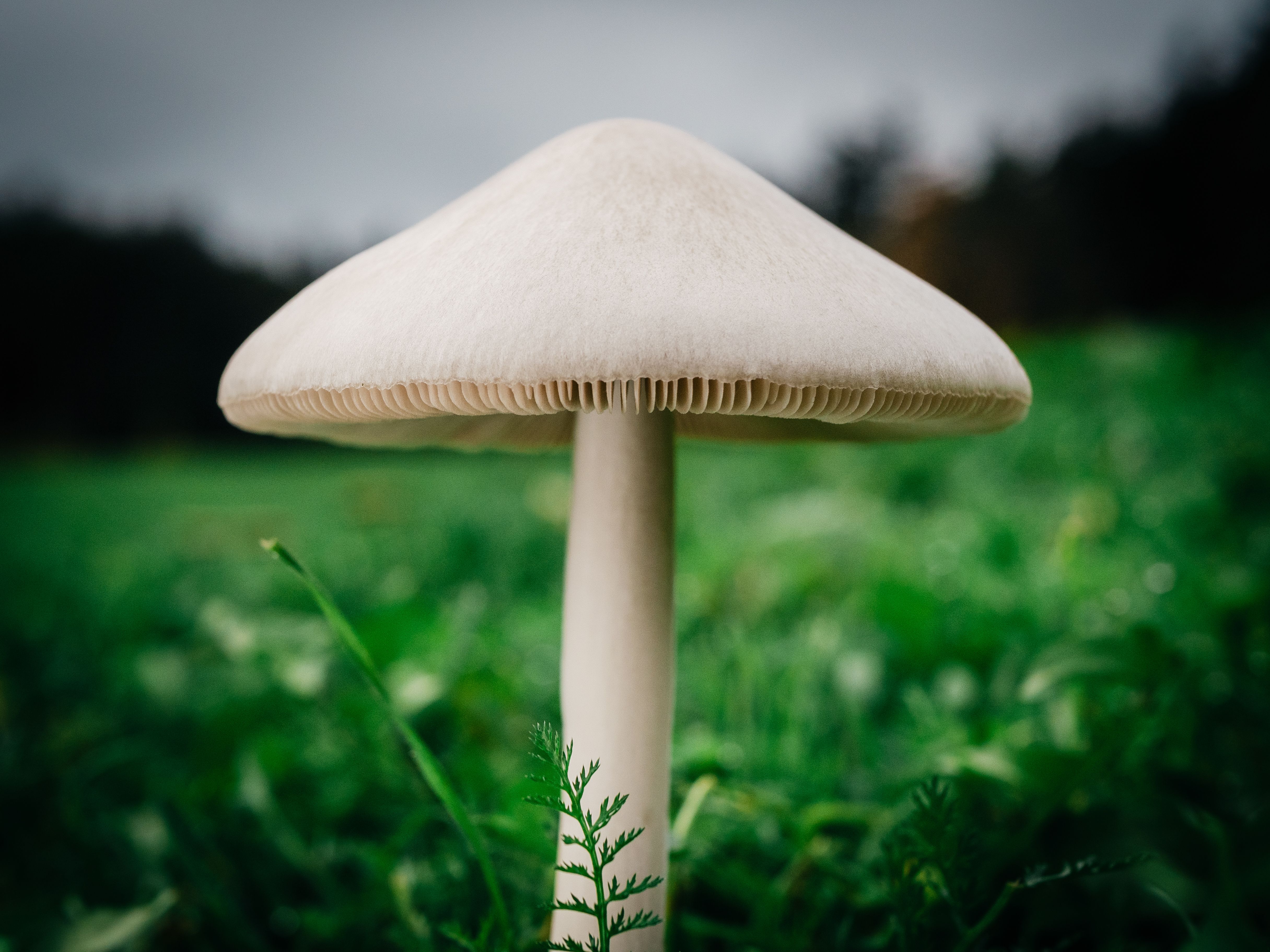 Consórcio de leguminosas e gramíneas com fungos micorrízicos melhora fisiologia e qualidade de forragem