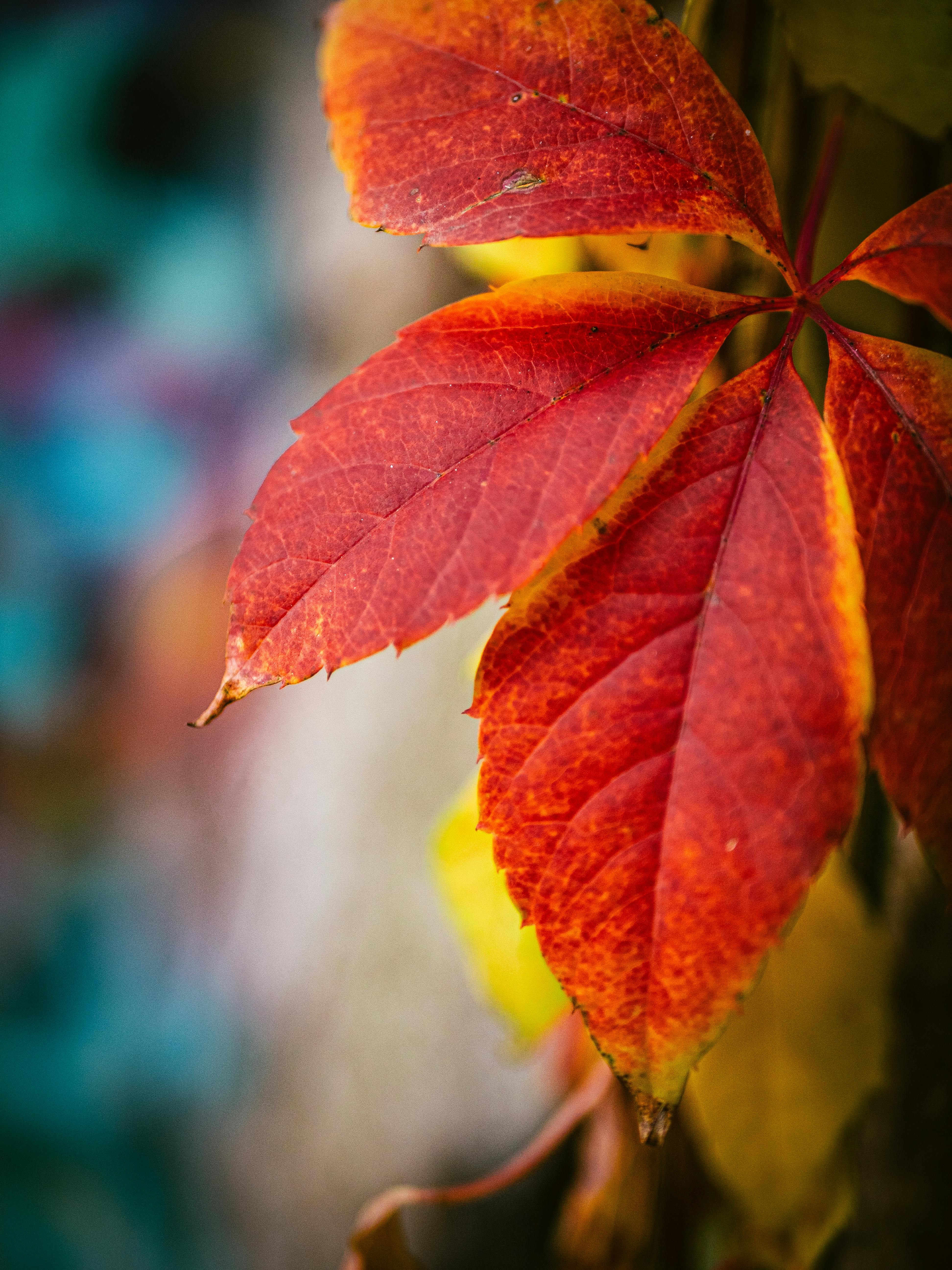 Vibrant Autumn Leaves in Close-Up View · Free Stock Photo