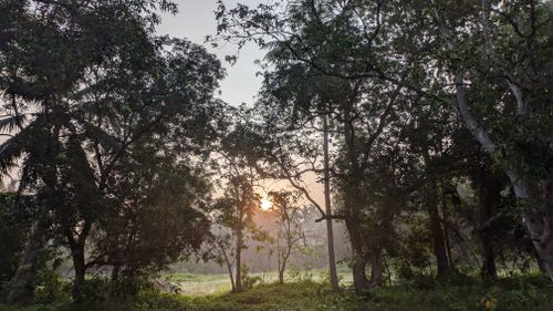 Free Golden Sunrise Through the Trees: A Peaceful Morning Moment Stock Photo