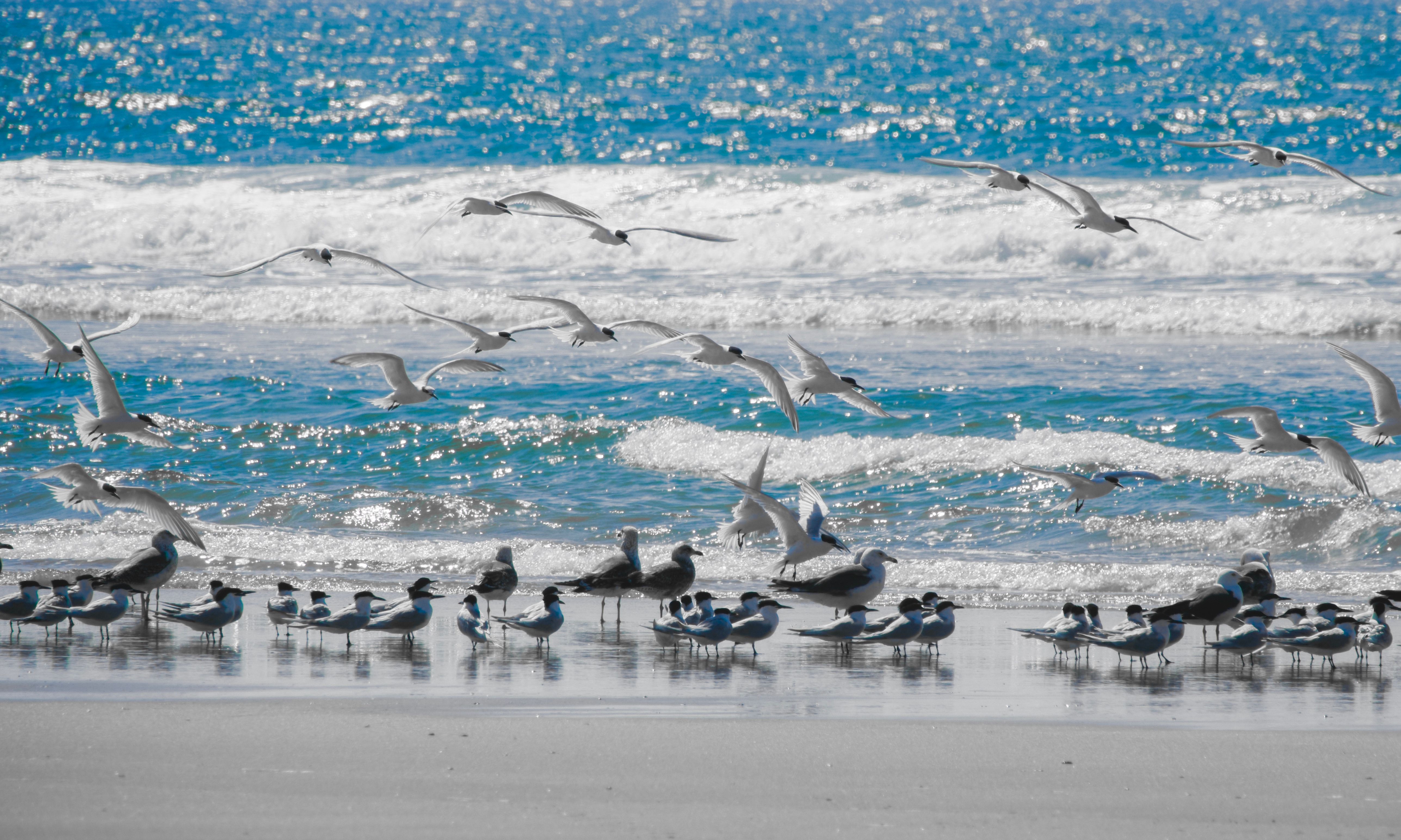 adélaïde Plages sauvages, oiseaux en vol.