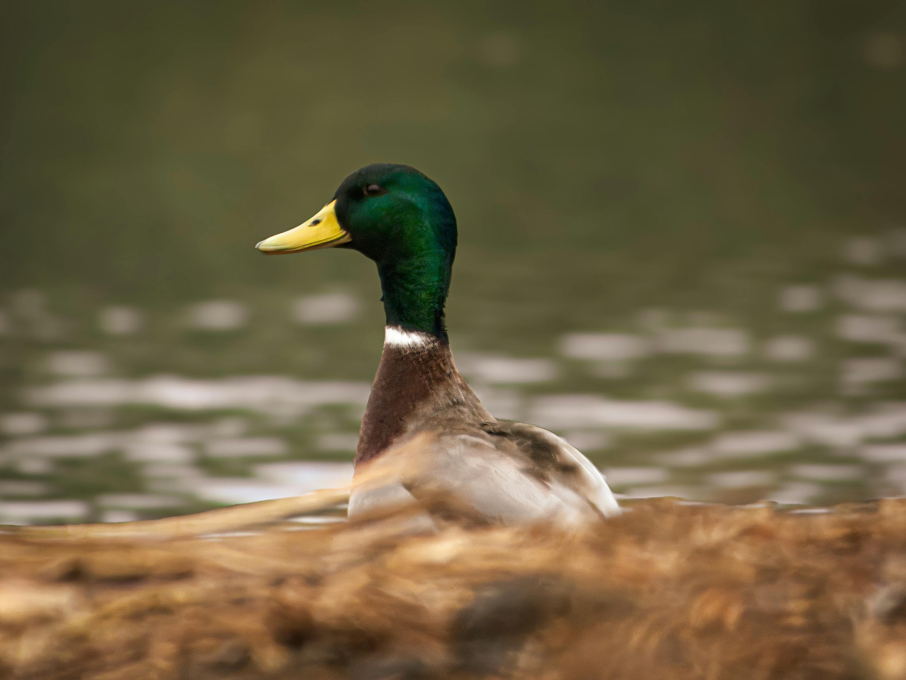 2012 Review of Drake Software — Drake Tax — Photo by Jimmys Pixels on Pexels