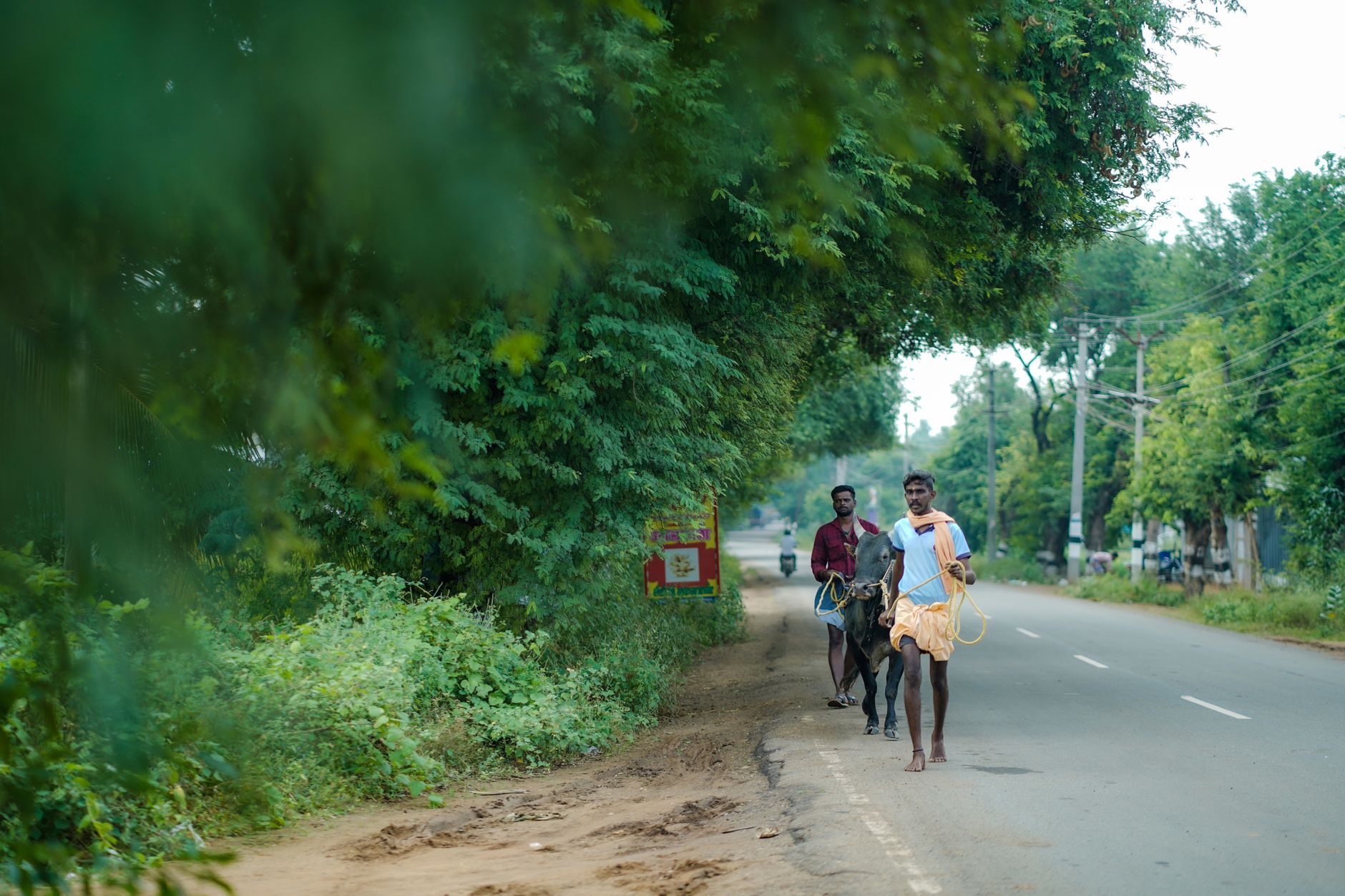 A man walking a bull on a rural road in Alanganallur, Tamil Nadu, showcasing traditional scenery.