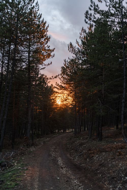 Free A tranquil forest path bathed in the warm glow of a sunset, surrounded by tall trees. Stock Photo