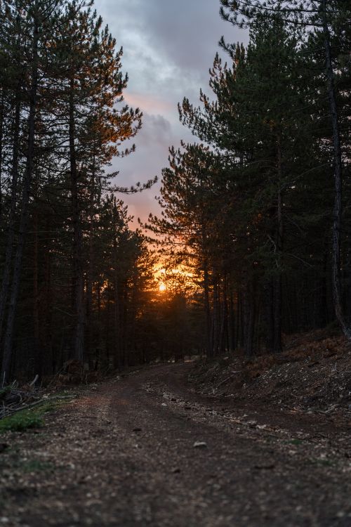 Free A tranquil forest path with a stunning sunset view, perfect for nature enthusiasts. Stock Photo