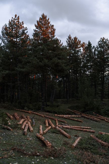 Atmospheric scene of felled logs in a dark, dense pine forest under a moody sky.