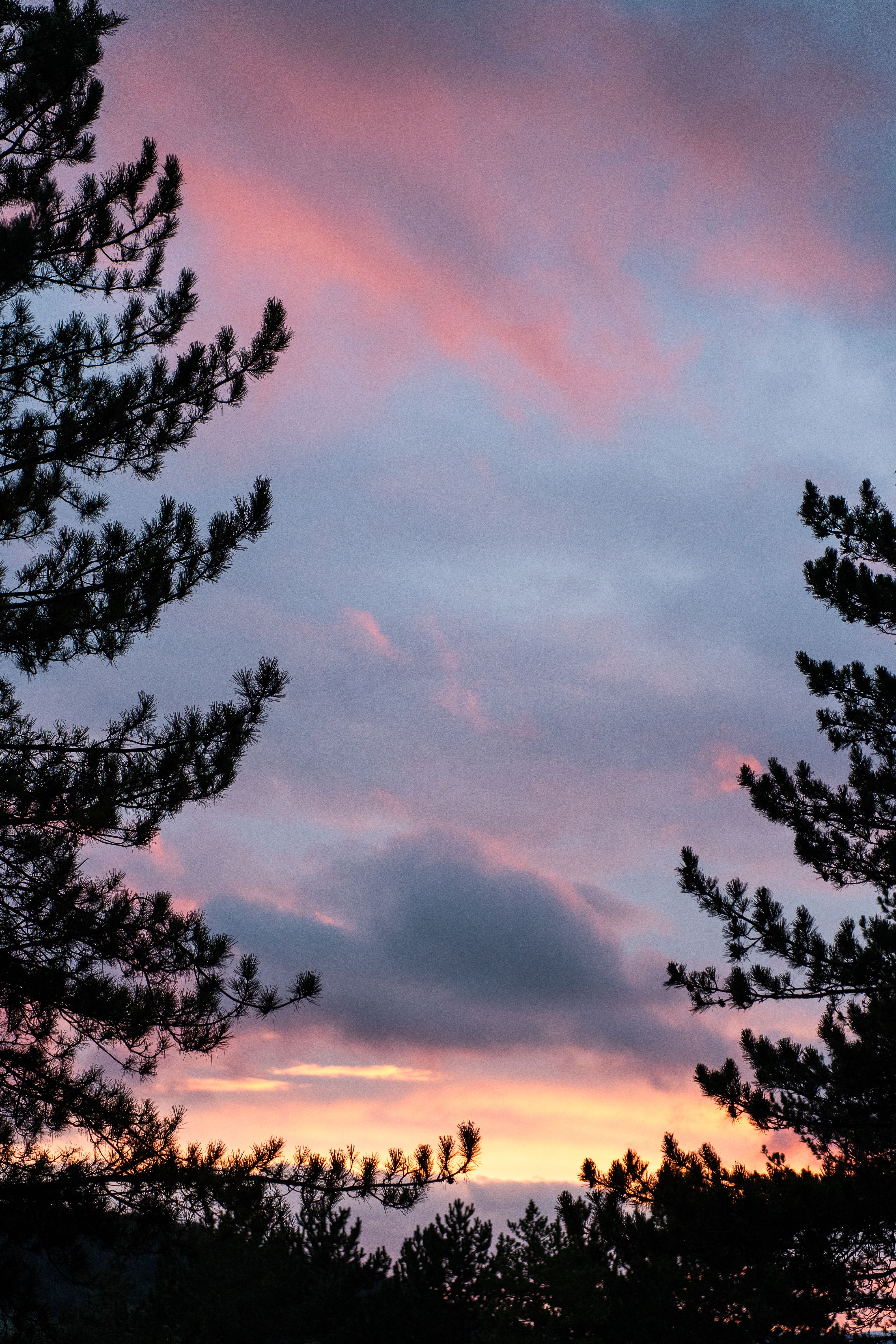 Serene Sunset Through Pine Trees Landscape · Free Stock Photo