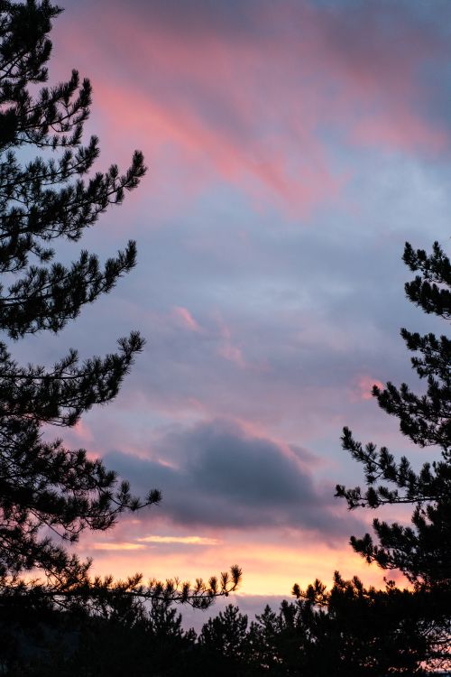 Free Stunning view of sunset sky with pine trees silhouette. Stock Photo