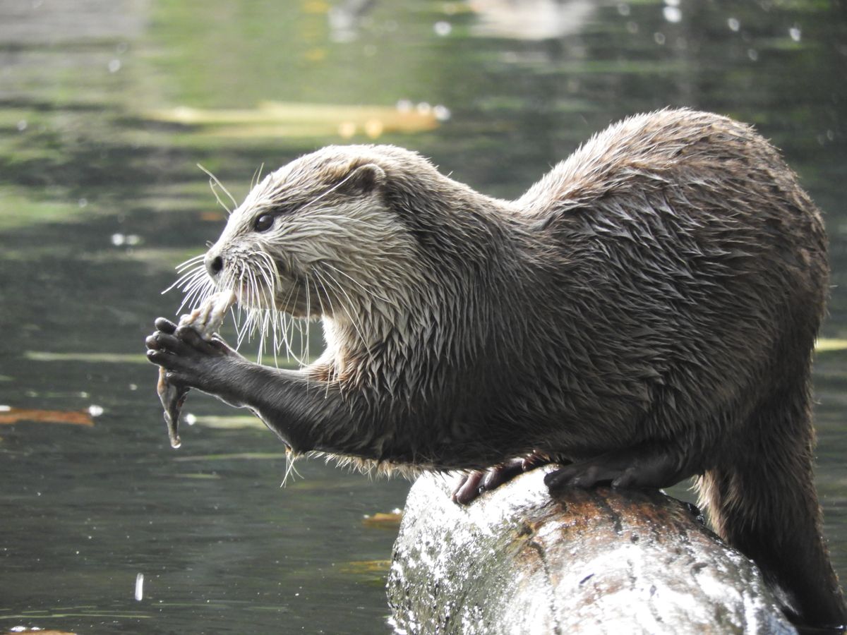 Loutre d'Europe au pelage mouillé assise sur un tronc au bord d'une rivière, tenant un petit poisson